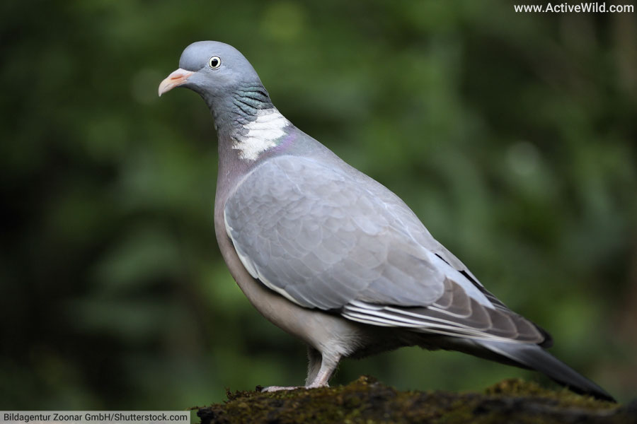 Woodpigeon