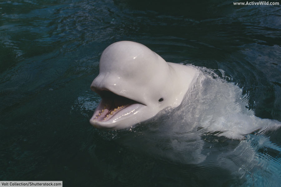 Beluga Whale