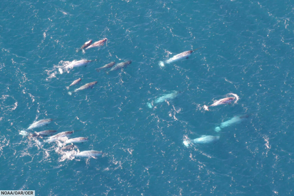 Pod Of Narwhal Seen From The Air