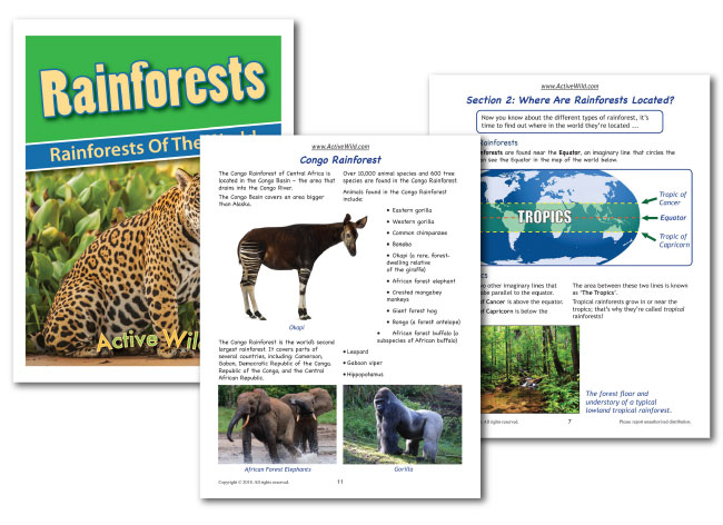 Rainforests of the World workbook sample pages