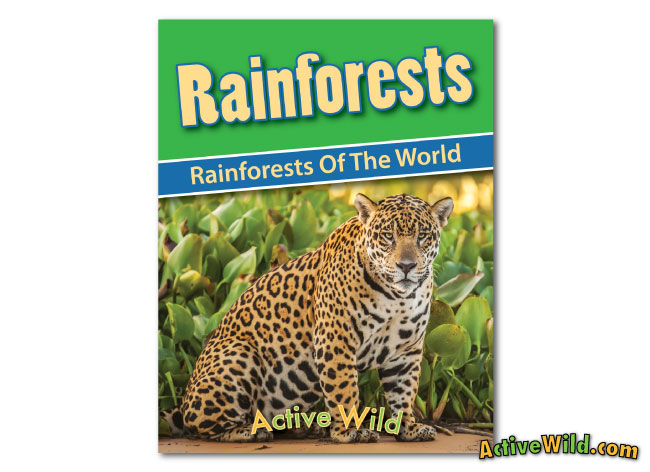 printable-rainforest workbook rainforests of the world