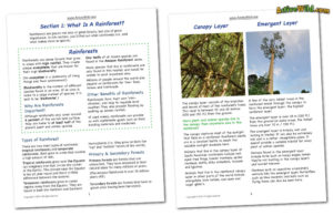 rainforest printable workbook sample pages