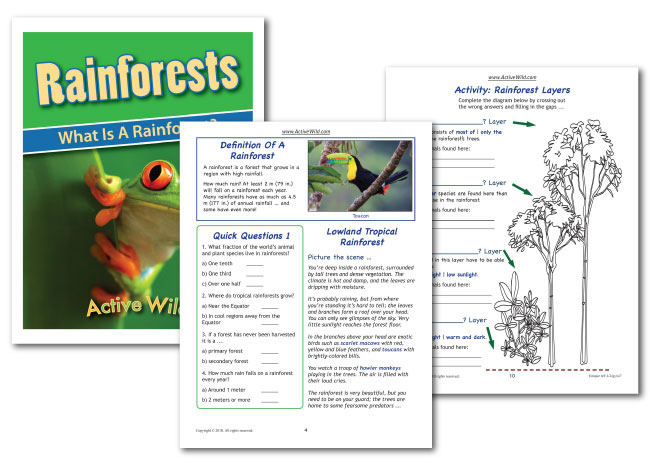 what is a rainforest sample pages
