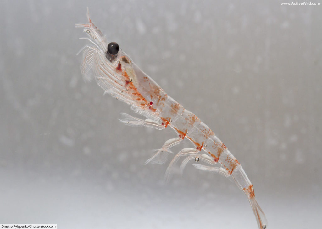 Antarctic Krill