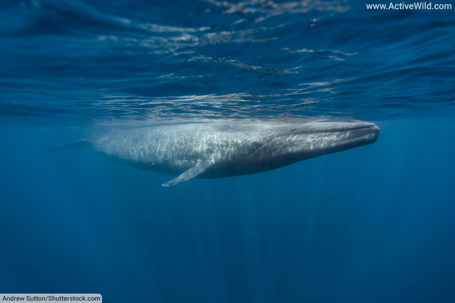 Blue Whale