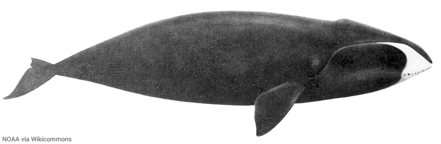Bowhead Whale Illustration