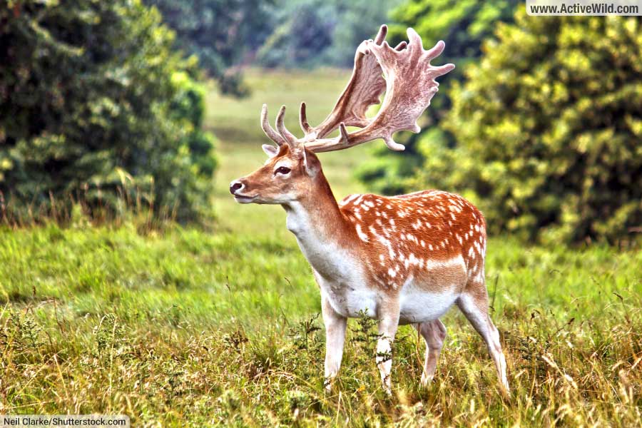 Fallow deer with palmate antlers