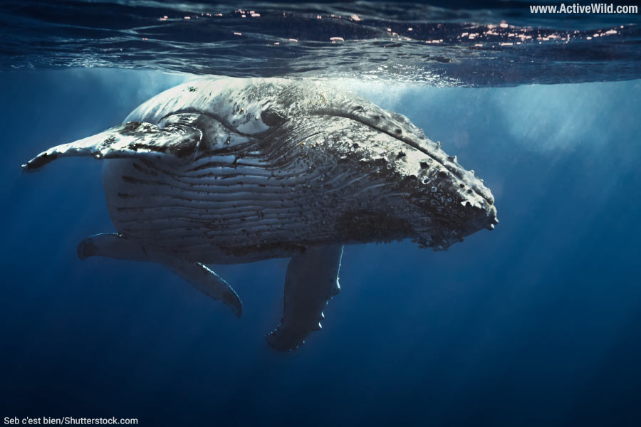 Humpback Whale Underwater