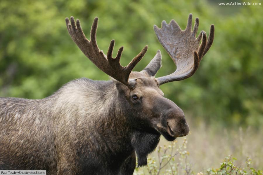 Moose