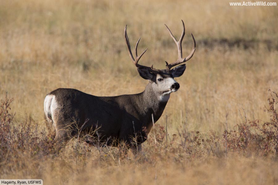 Mule Deer