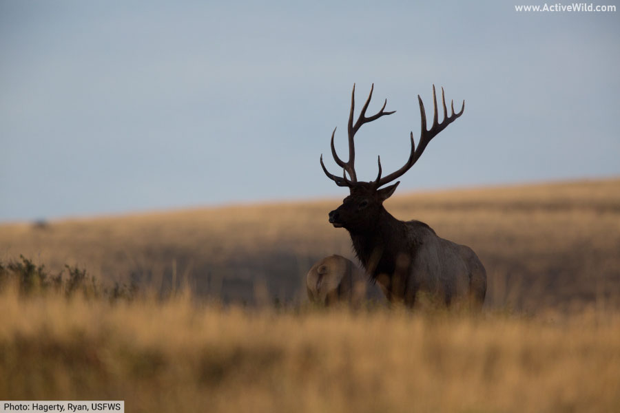 bull elk silhouette