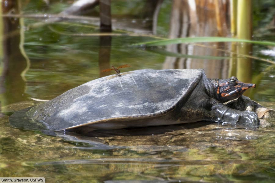 Florida Softshell Turtle