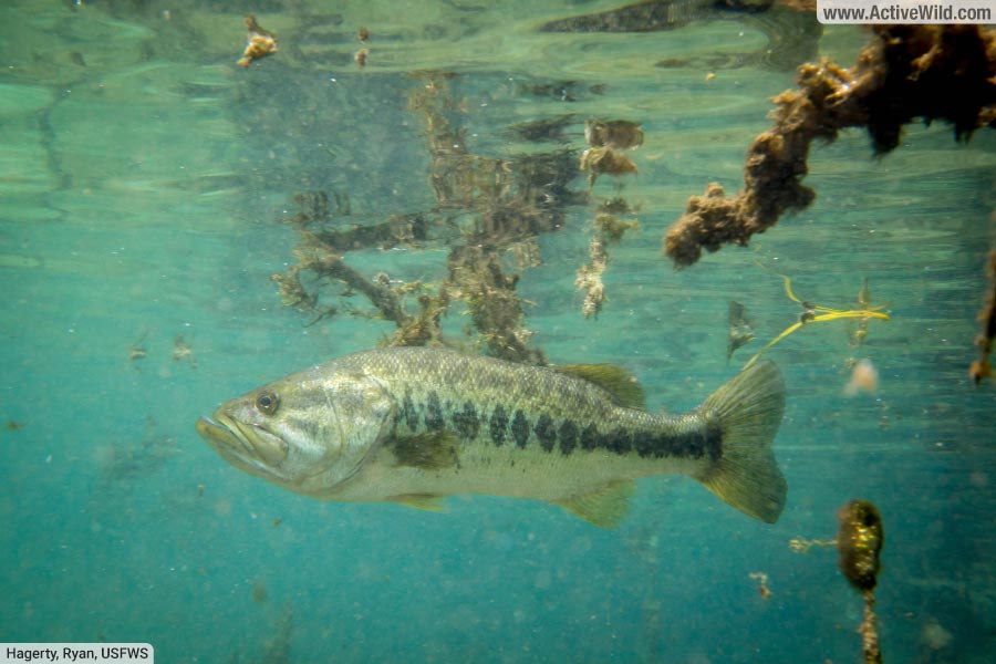 Florida Bass