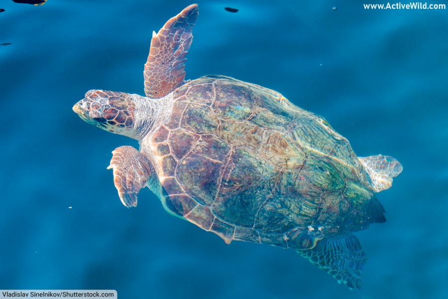 loggerhead sea turtle