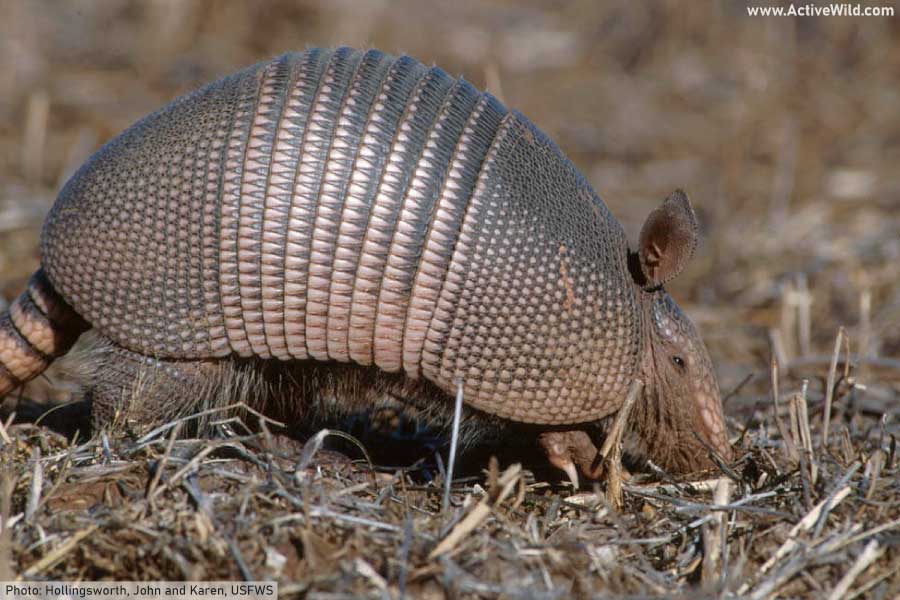 Nine banded armadillo close up