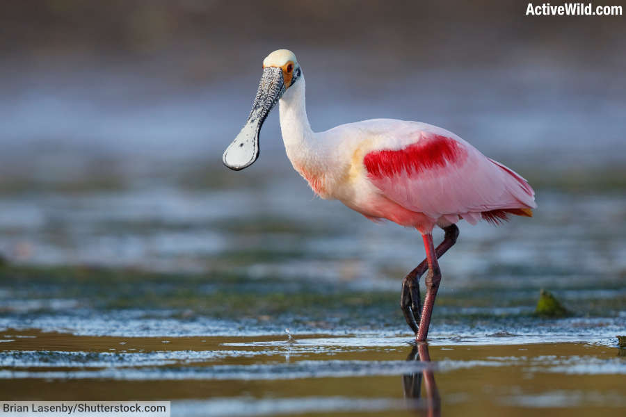 Roseate Spoonbill