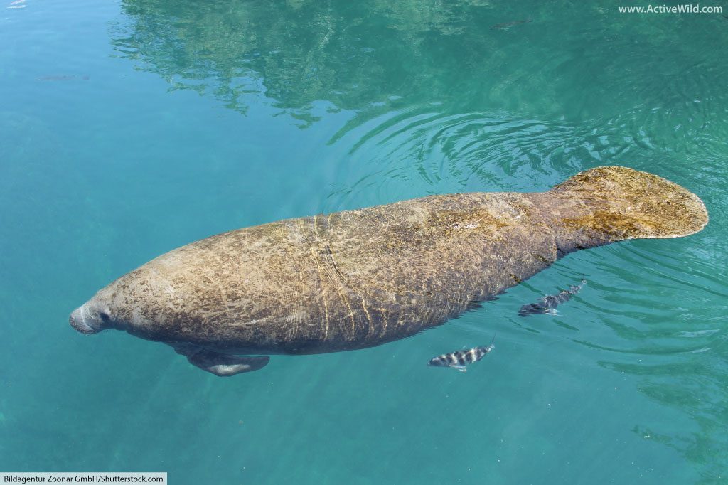 manatee