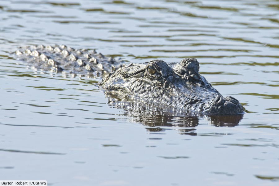 American Alligator Swimming