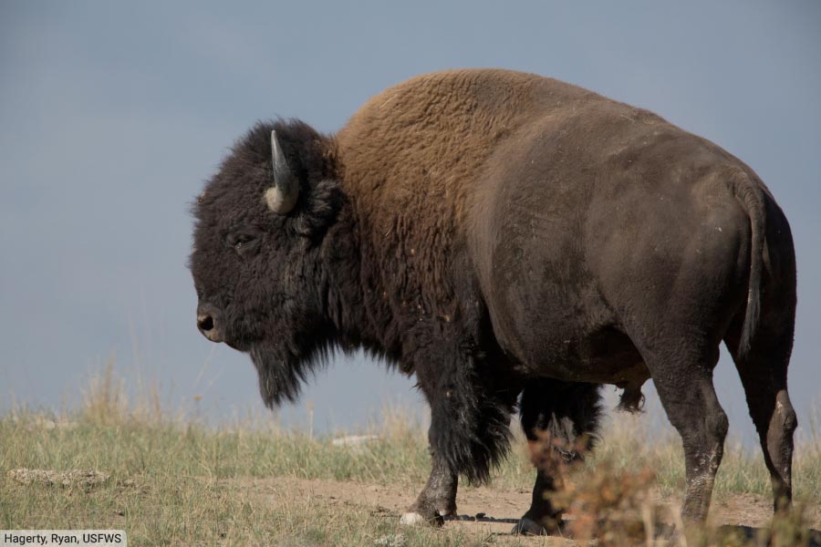 American Bison - Buffalo