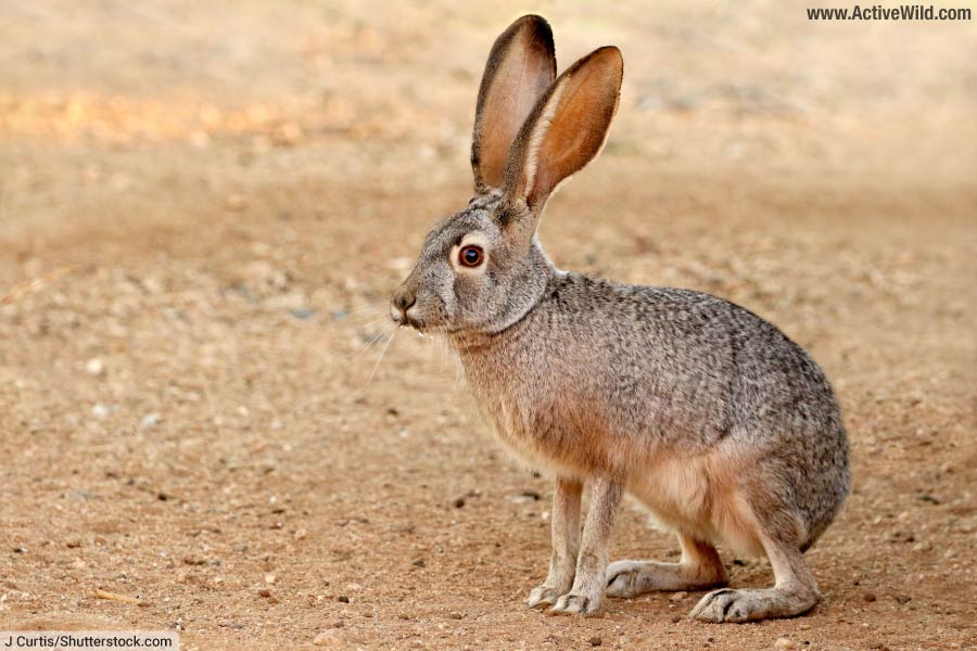 Black Tailed Jackrabbit