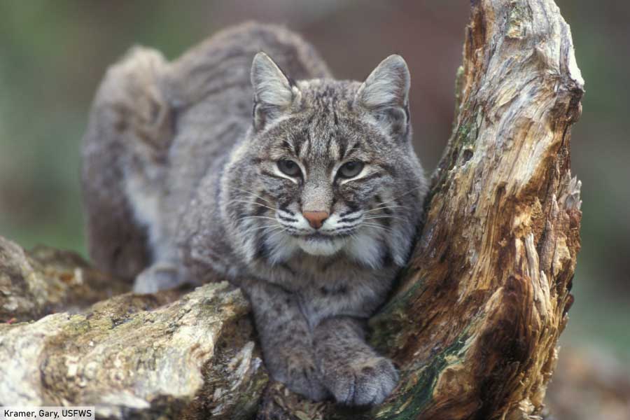 Bobcat