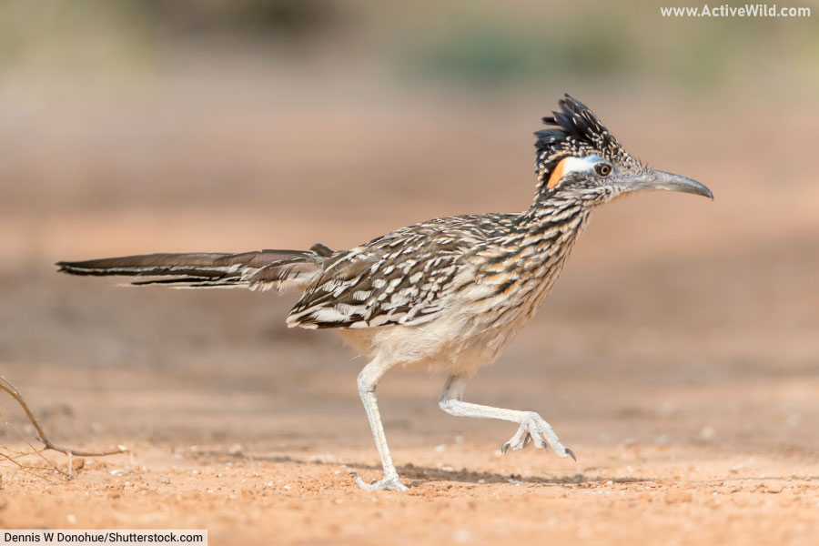 Greater Roadrunner