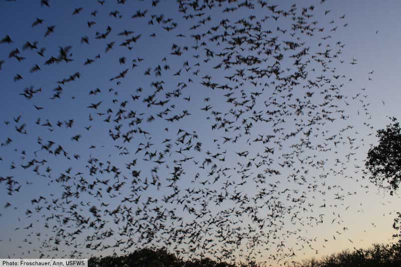 Mexican Free Tail Bats Leaving Cave
