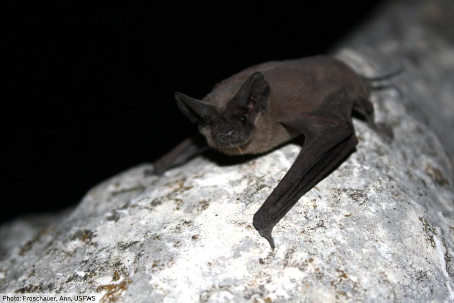 Mexican free tailed bat