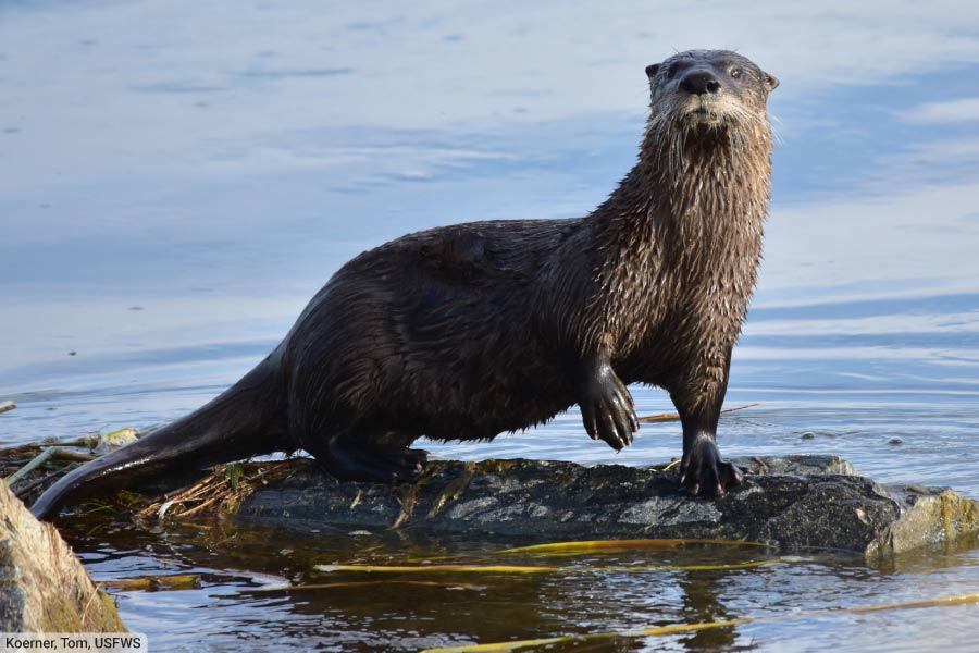 North American river otter