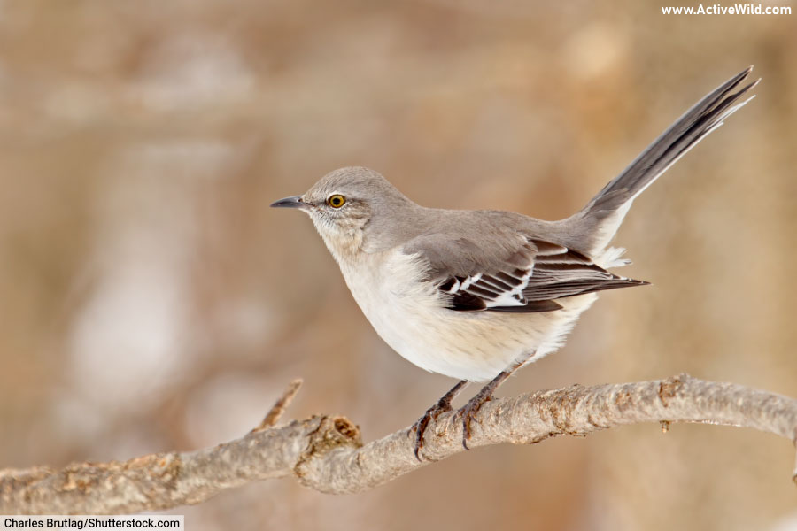 Northern Mockingbird