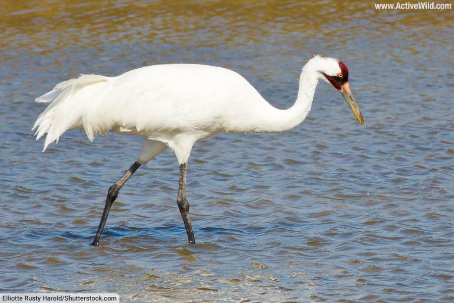 Whooping Crane Foraging In Water