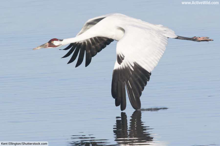Whooping Crane In Flight Over Water