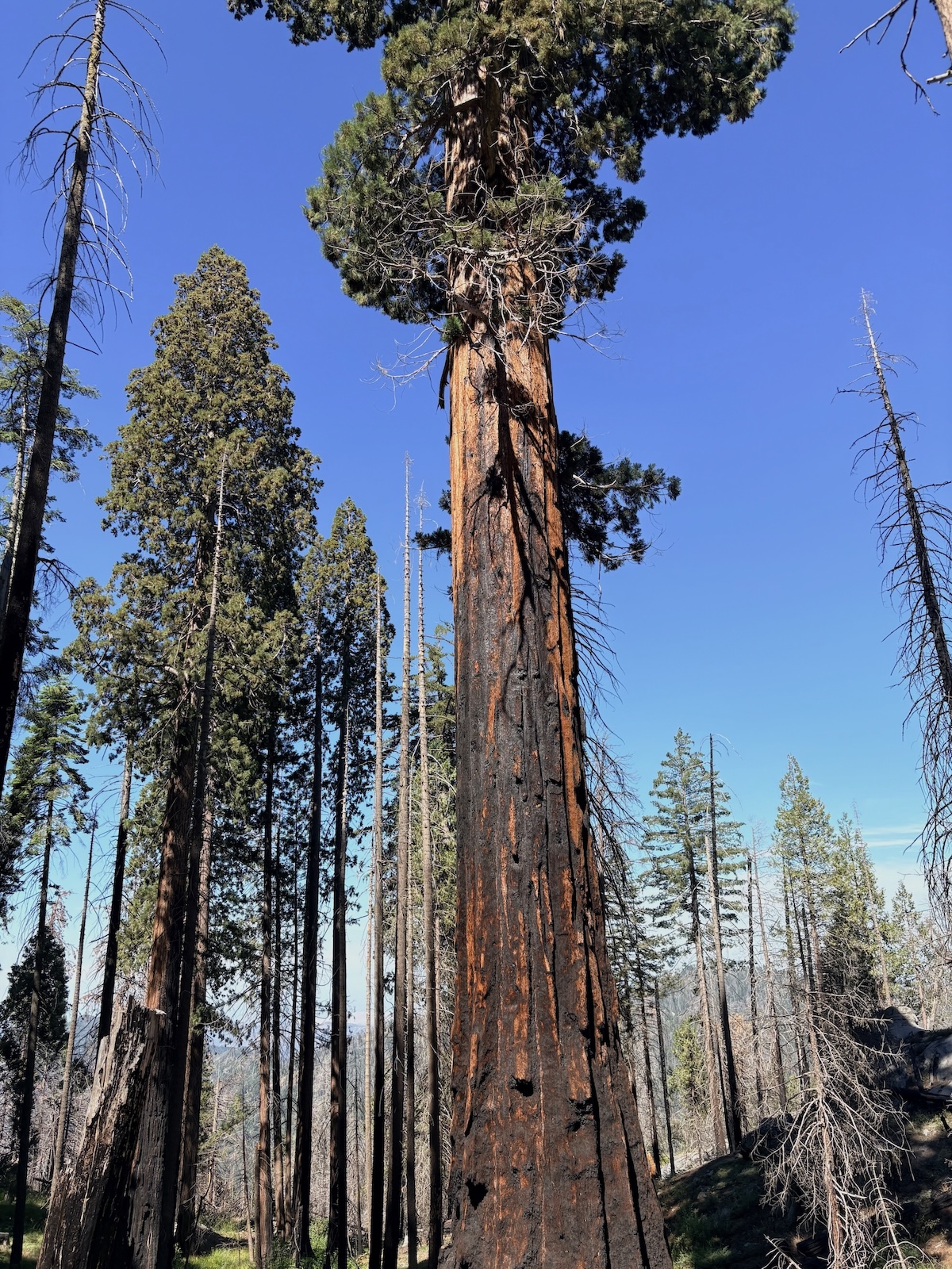 a burned sequoia tree